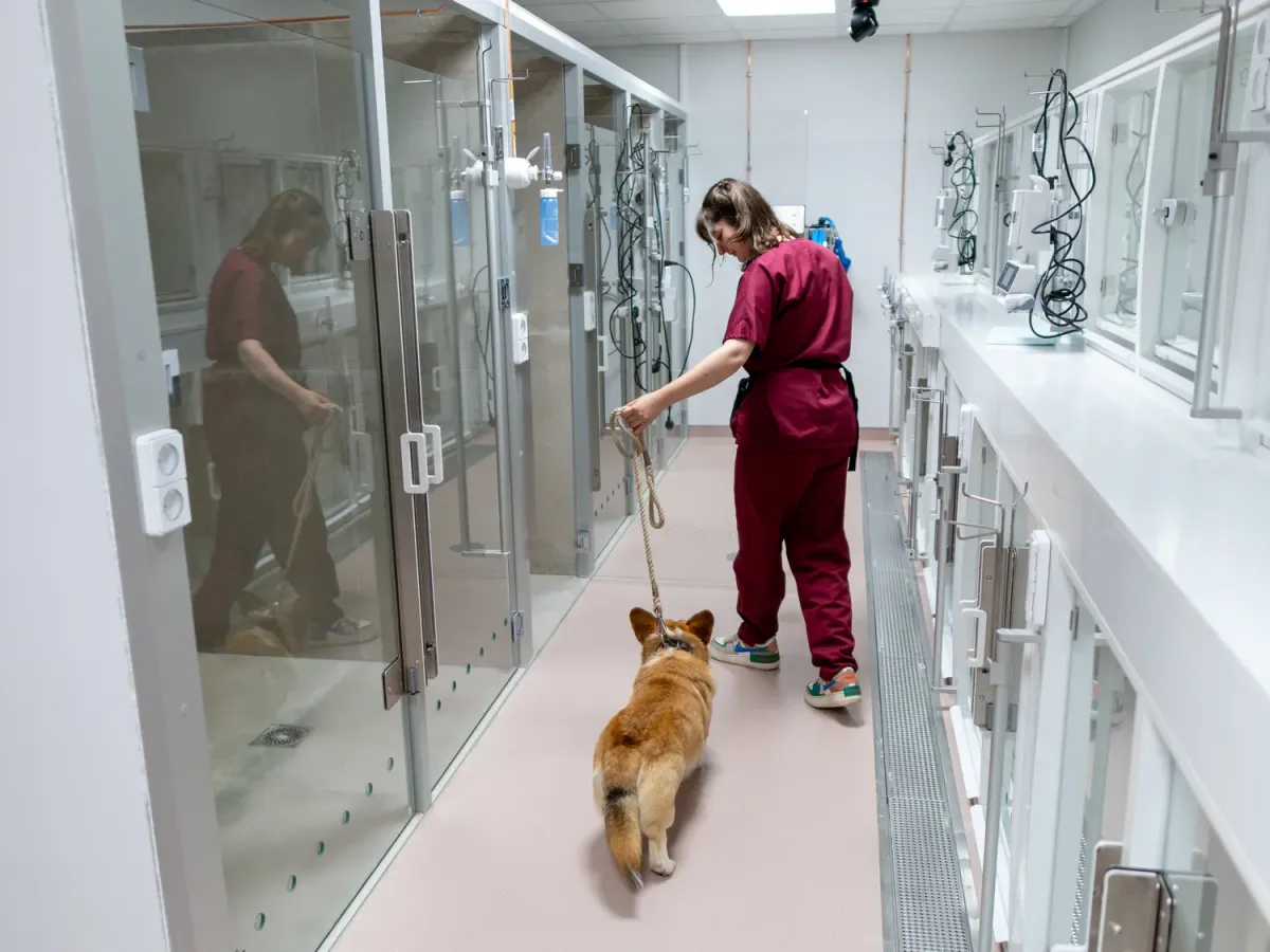 Un membre de l’équipe accompagne un chien dans le secteur d’hospitalisation